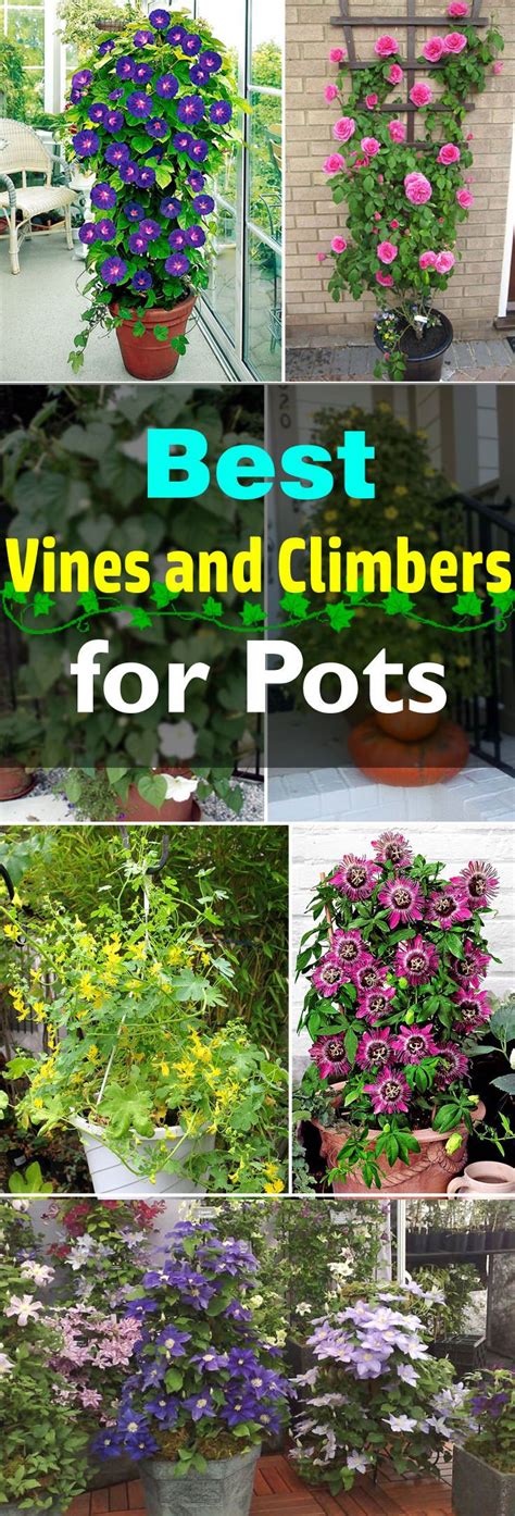 Best of Home and Garden: 24 Best Vines for Containers