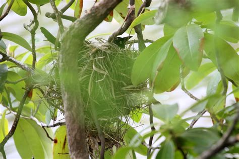 IMG_6097 Common Grackle nest | David Bernstein | Flickr