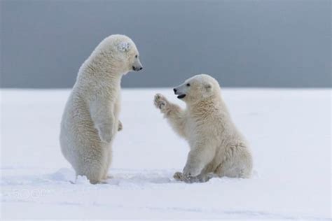 24 Pics Of Adorable Polar Bear Cubs Chilling Out In The Snow Showing Us How To Have A Good Time