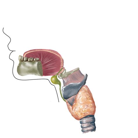 Thyroglossal Duct Cyst - Endocrine - Medbullets Step 1