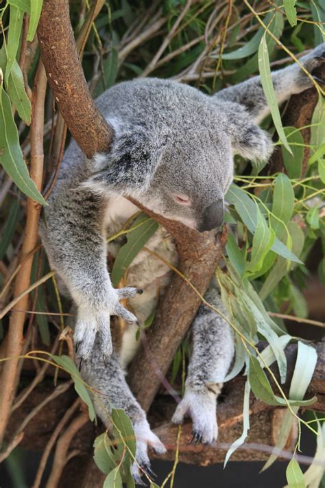 Animales nocturnos, la noche en peligro - Conciencia Eco