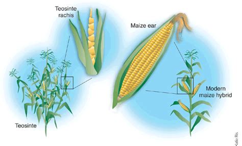 Corn – Infinite Unknown