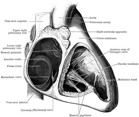 Auricle and Ventricle of the Heart | ClipArt ETC