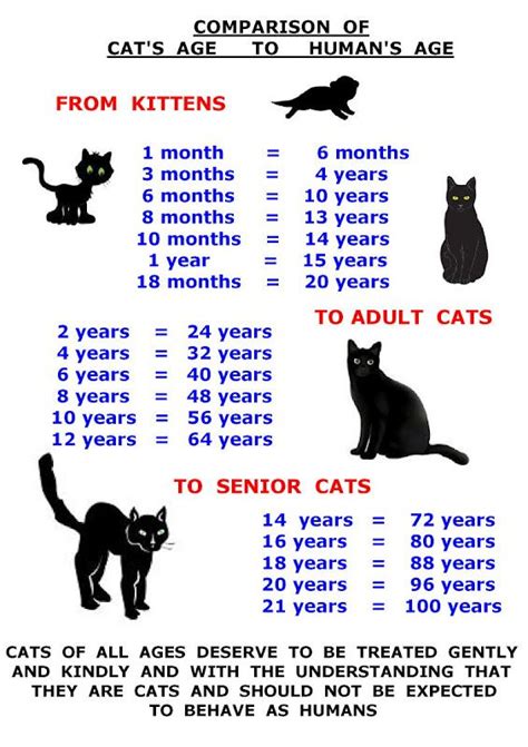 Feed The Cat - CATS IN CARE | Cat ages, Cats, Feral cats