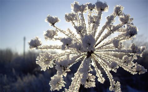 Wallpaper : fennel, snow, hoarfrost, winter, frost 2560x1600 - goodfon - 1102280 - HD Wallpapers ...