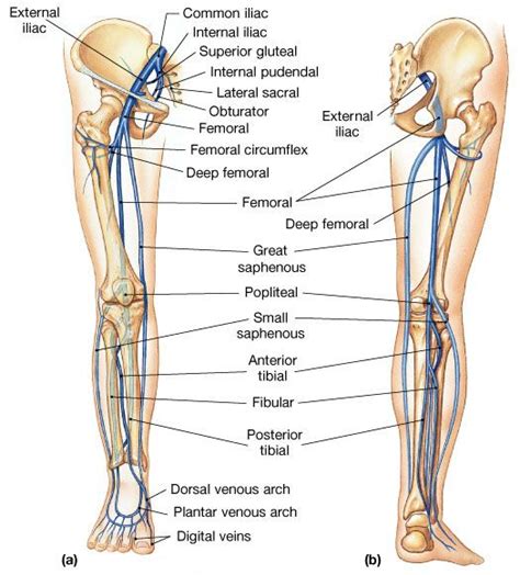 Venous Drainage of the Lower Extremity - Anatomy - Medbullets Step 1 ...