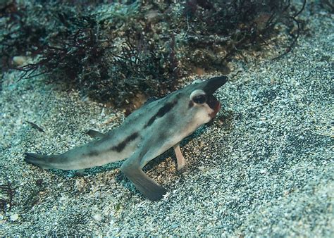 Red-Lipped Batfish Facts - WorldAtlas