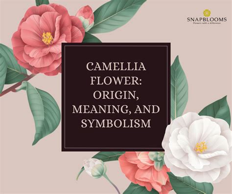 Camellia Flower: Origin, Meaning, and Symbolism - SnapBlooms Blogs