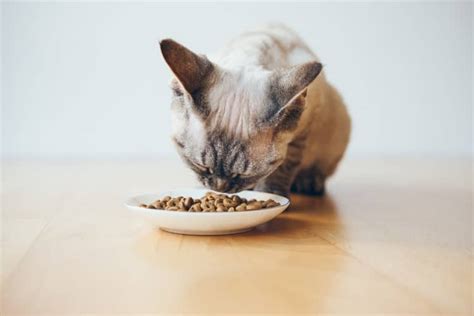 The 25 Best Grain-Free Cat Foods - Cat Life Daily