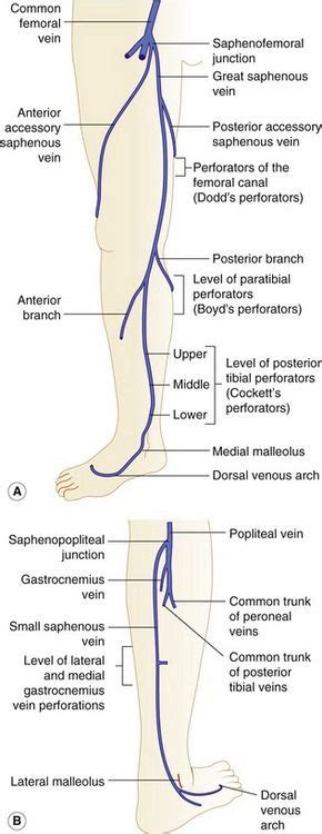 Anatomy of the lower-limb venous system and assessment of venous insufficiency | Radiology Key ...