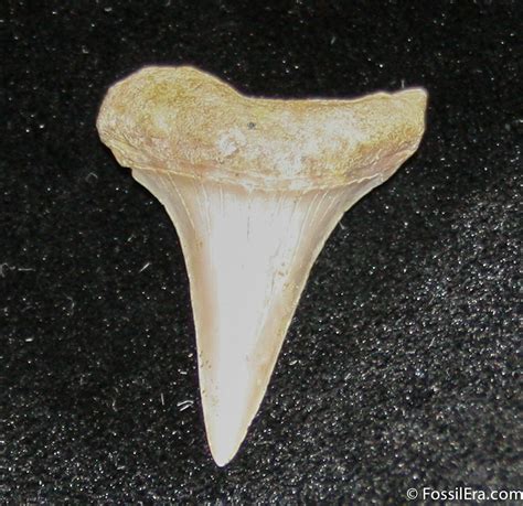 Small Mako Shark Tooth Fossil (Sharktooth Hill) For Sale (#850 ...