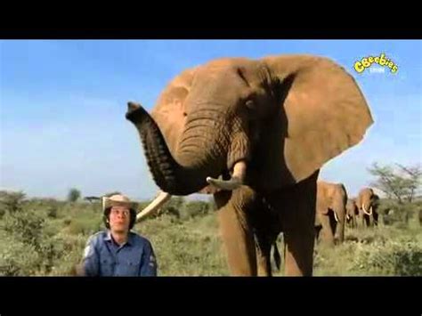 Andy's Wild Adventures - Elephant Safari - YouTube