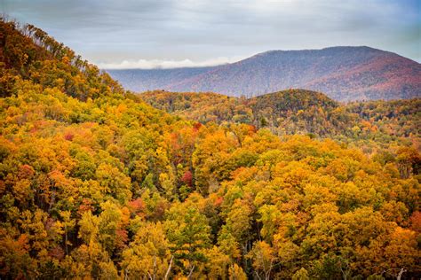 Gatlinburg Fall Foliage Report | Fall Colors in Gatlinburg, TN