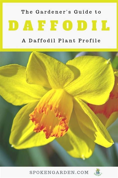 Daffodils: A Gardener's Guide and Plant Profile - Spoken Garden ...