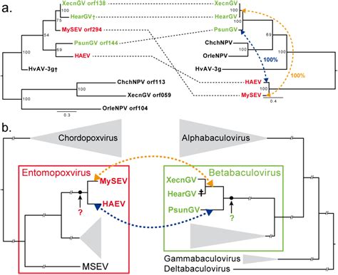 Viruses | Special Issue : Poxvirus Evolution