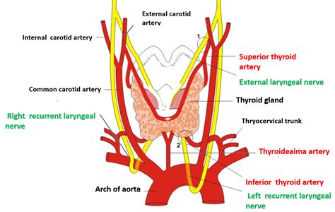 Thyroid Gland – Anatomy QA