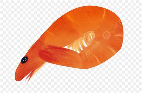 Cartoon Prawn Clipart Hd PNG, A Seafood Prawn Illustration, One Prawns ...