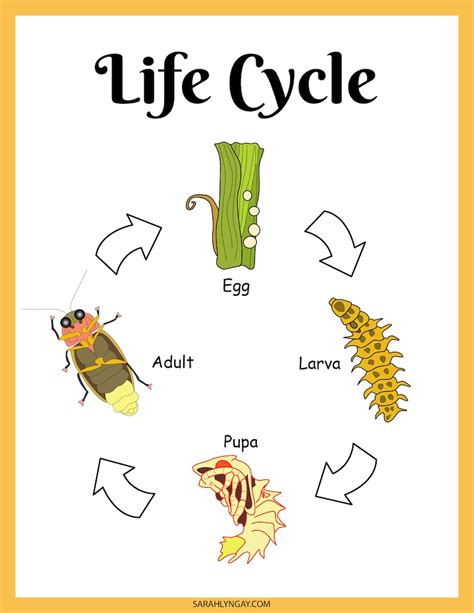 Firefly Lifecycle Activity Set, Fireflies, Digital Download, Instant Download, Printable ...