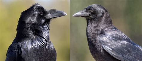 How To Tell the Difference Between a Crow and a Raven – Colorado Virtual Library