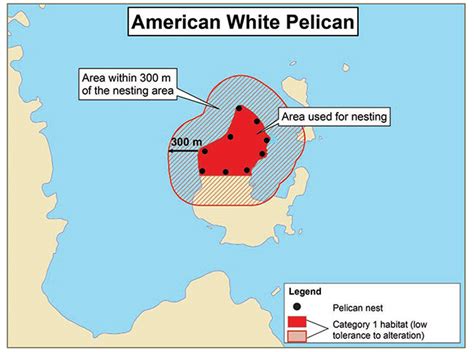 American White Pelican Habitat Protection Summary | ontario.ca