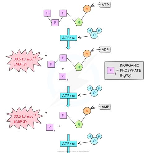 CIE A Level Biology复习笔记12.1.2 ATP-翰林国际教育