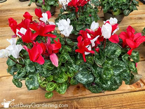 Cyclamen Plant Care: How To Care For Cyclamen Plant Indoors