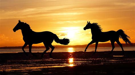 Two running horses on the beach at sunset free image download