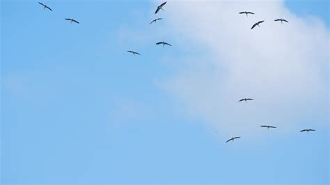 Flock of birds flying at against the blue sky. Silhouette of wild bird herons in the sky ...