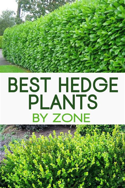 Best Hedging Plants - Plants BB