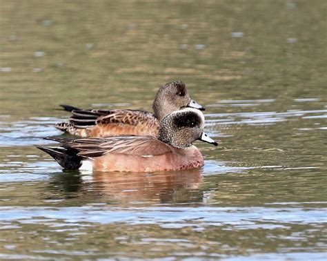 American Wigeon Male and Female Photograph by DUG Harpster | Fine Art ...