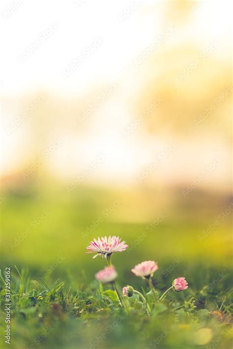 Spring Nature Backgrounds Flowers