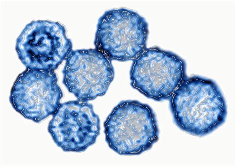 Rhinovirus Under Microscope : Structural Analysis Of Human Rhinovirus Complexed With Icam 1 ...