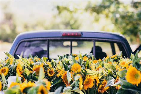 "Fresh Flowers In Pickup Truck" by Stocksy Contributor "Lior + Lone ...