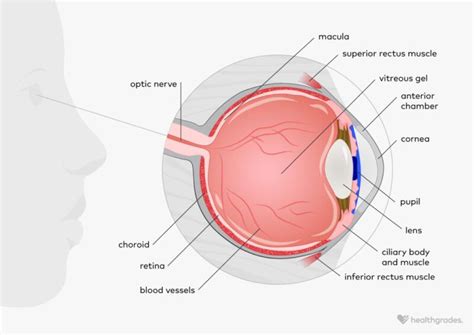 Vision Loss: Symptoms, Causes, Treatment, and More