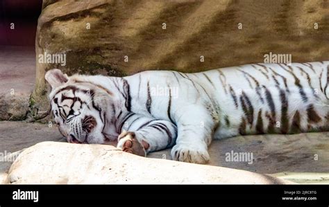 white bengal tiger close up Stock Photo - Alamy