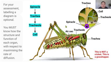 What System Do Spiracles Open Into on a Grasshopper