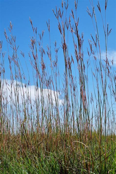 Tallgrass Express - Big Bluestem-King of the Prairie