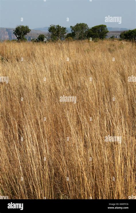 Africa savanna green grass tall hi-res stock photography and images - Alamy