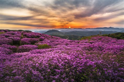 Download Purple Flower Sunset Mountain Nature Flower HD Wallpaper