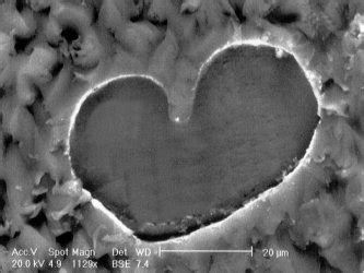 Optical microscope images of acrylic fibers (a) cross section of ...