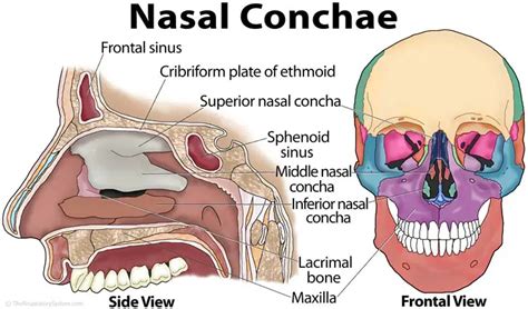 Nasal Conchae (Nasal Turbinates) - The Respiratory System