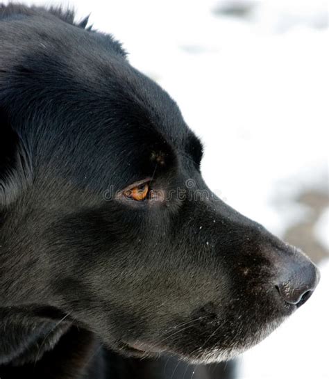 Black Lab Border Collie German Shepherd Mix - Jasmiini pensas