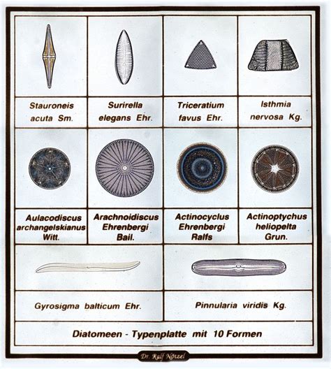 Diatomeen Typenplatte | Biology projects, Stencil printing, Science illustration