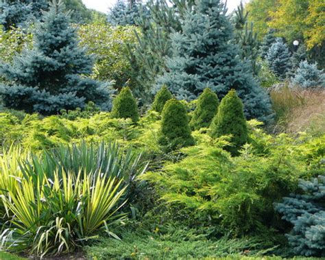 Evergreen Screening Shrubs | Houzz