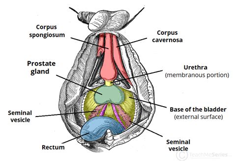 Prostate Gland Anatomy Mri