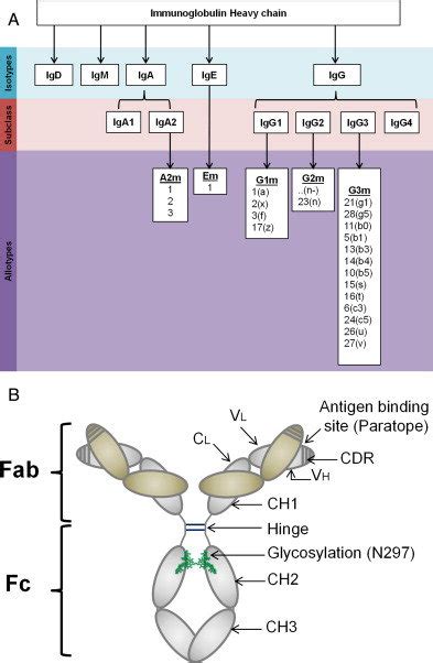 Antibody structure and nomenclature. (A) The potential isotypes,... | Download Scientific Diagram