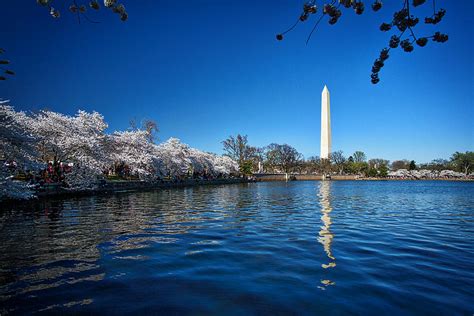 Tidal Basin Cherry Blossoms #3 Photograph by Stuart Litoff