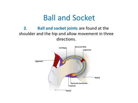 Ball And Socket Joint Diagram