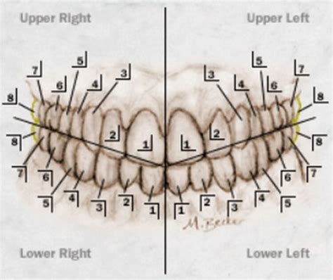 Tooth Numbering System - FDI, ISO, Palmer, ADA Dental Numbering Systems