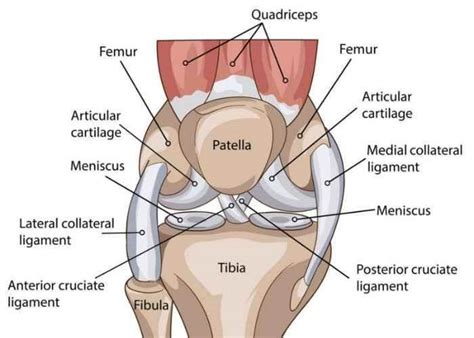 Knee Anatomy | Orthopedic Knee Expert | Manhattan, New York City, NY